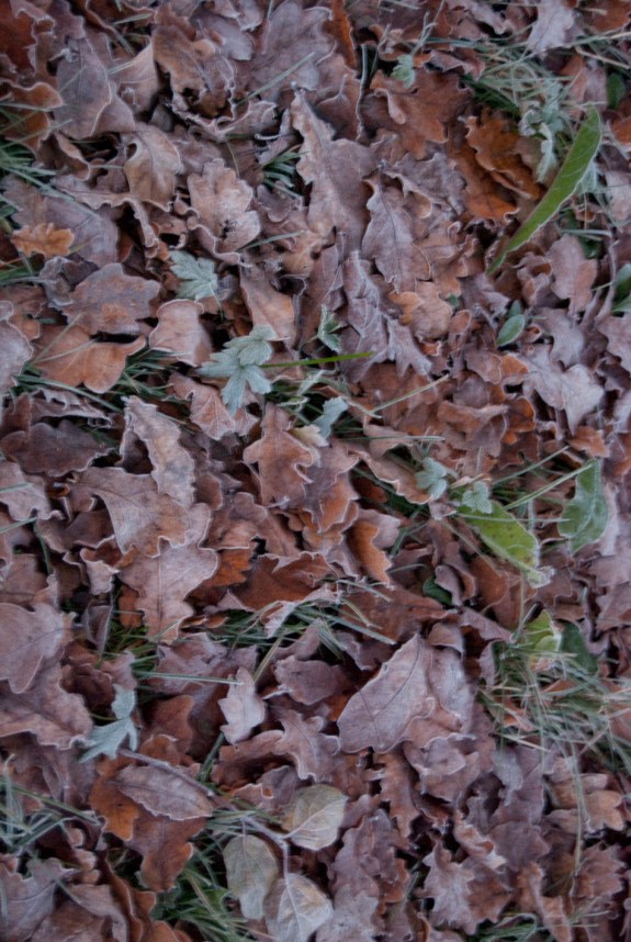 Frostig lövmatta