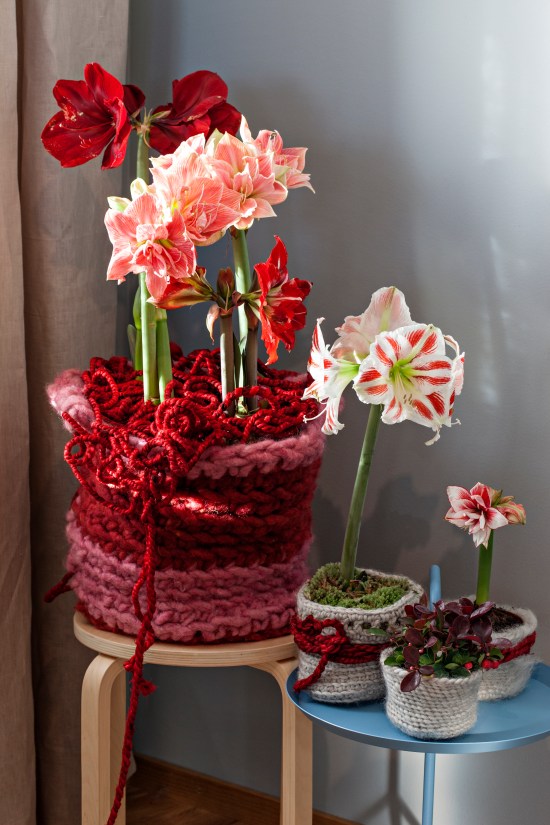 Foto: Blomsterfrämjandet/Anna Skoog